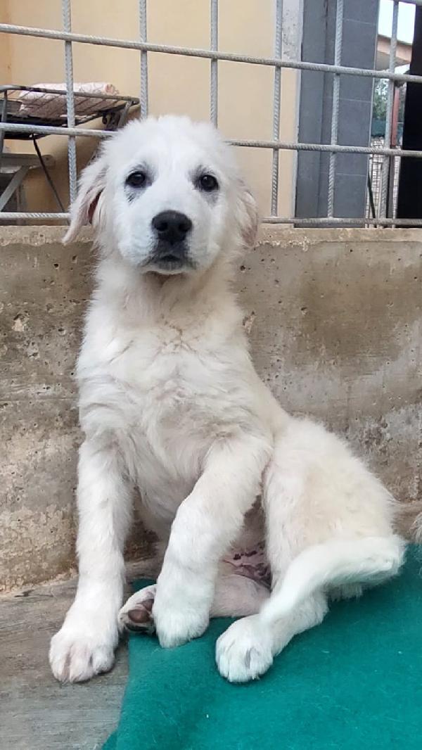 SISMA mix maremmano in adozione Foto 7